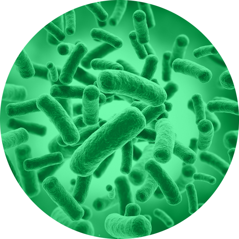 IV Международная научная конференция «МИКРОБИОТА ЧЕЛОВЕКА И ЖИВОТНЫХ»