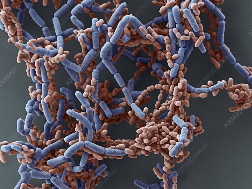 Shaohua Wang et al. Липотейная кислота из клеточной стенки инактивированного Lactobacillus paracasei D3-5 смягчает связанные со старением синдрома текущего кишечника, воспаление и улучшает физические и когнитивные функции: от C. elegans к мышам