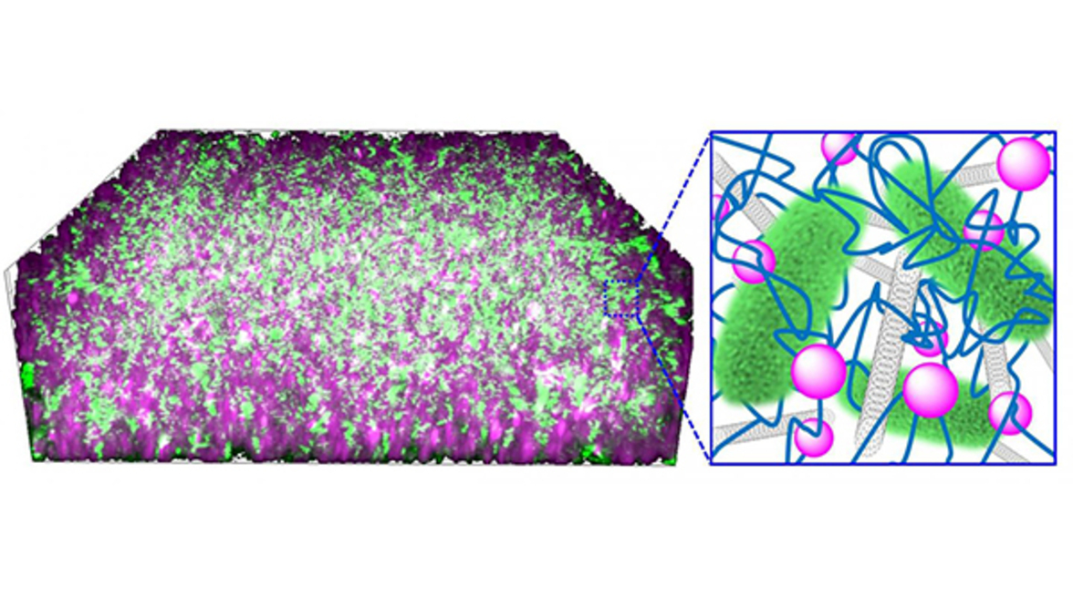 Культивирование экзоэлектрогенных бактерий в проводящих ДНК нанокомпозитных гидрогелях позволяет получить программируемую систему биогибридных материалов.
