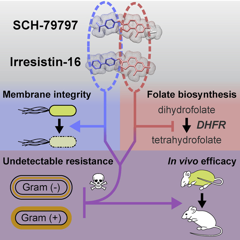 Антибиотик двойного механизма убивает грамотрицательные бактерии и позволяет избежать антибиотикорезистентности