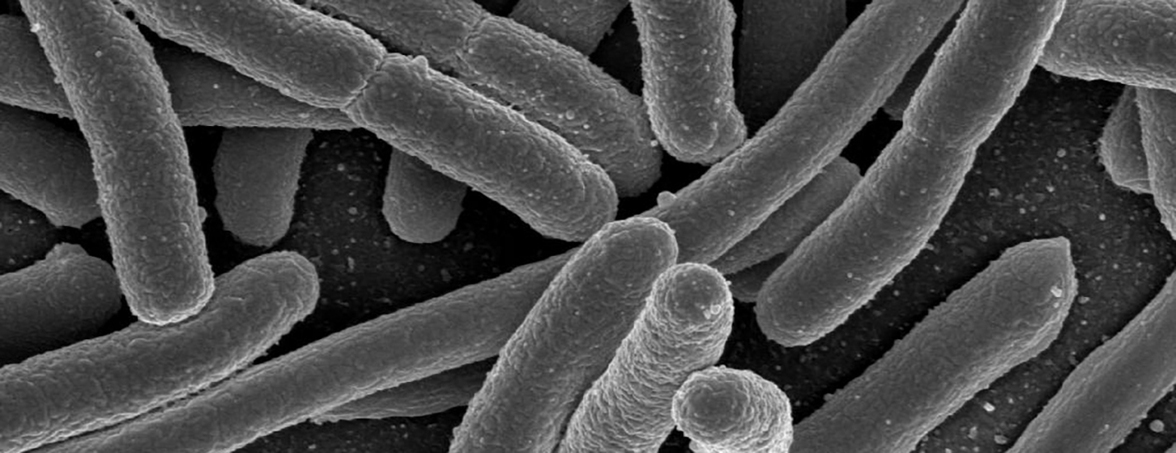 Пробиотические свойства Escherichia coli штамм Nissle в органоидах кишечника человека