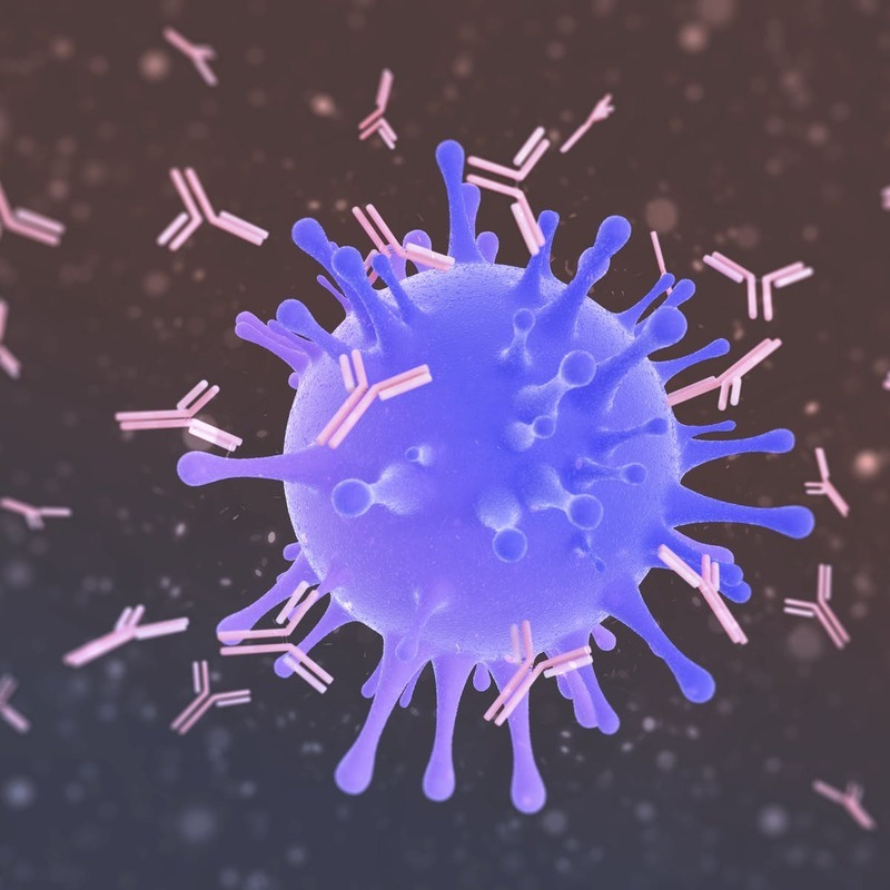 Обнаружен ключевой элемент сильного антительного ответа на КОВИД-19