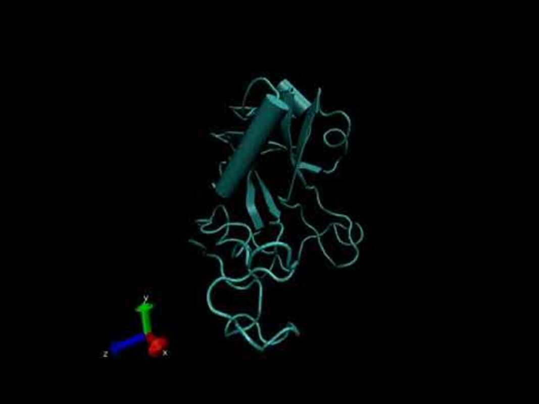 КОВИД-19: Вирус останавливает синтез белков