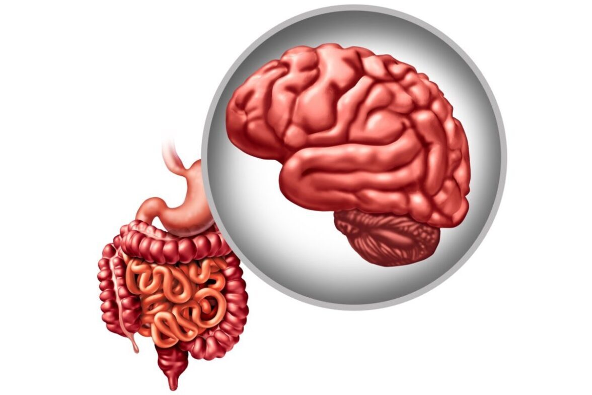 Бактерии кишечника связанны с аномалией кровеносных сосудов мозга