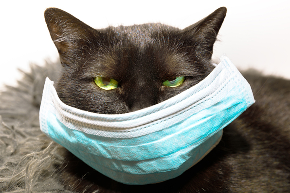 Коронавирусы животных в свете КОВИД-19. Обзор литературы (аннотация)