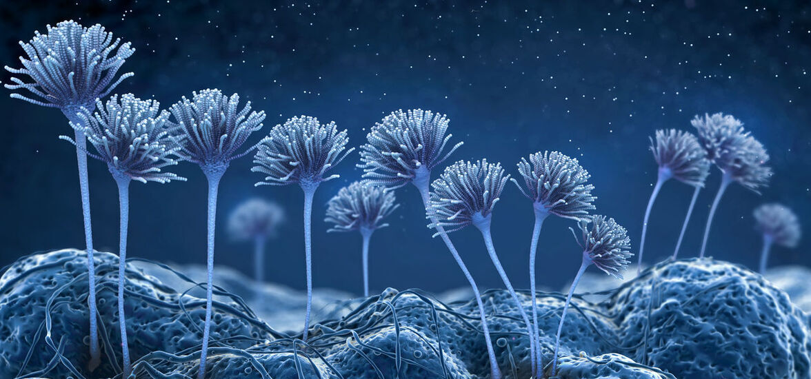 Исследование показало, что инвазивные микозы часто встречаются у тяжело больных КОВИД-19