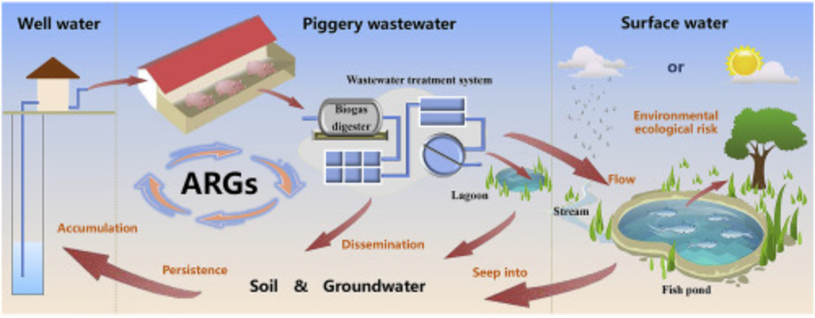 Бактериофаги как носители генов устойчивости к антибиотикам в агропищевых системах (аннотация)