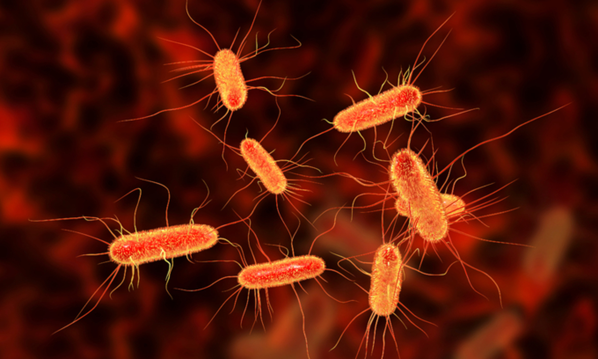 Всеядные и травоядные животные, как значимый носитель MDR и патогенных штаммов Escherichia coli в окружающей среде (аннотация)