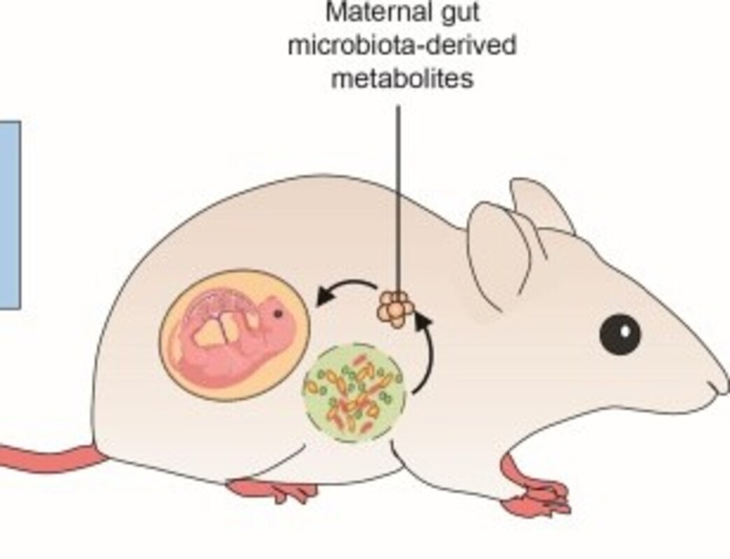 Как микробы в кишечнике матери влияют на неврологическое развитие плода