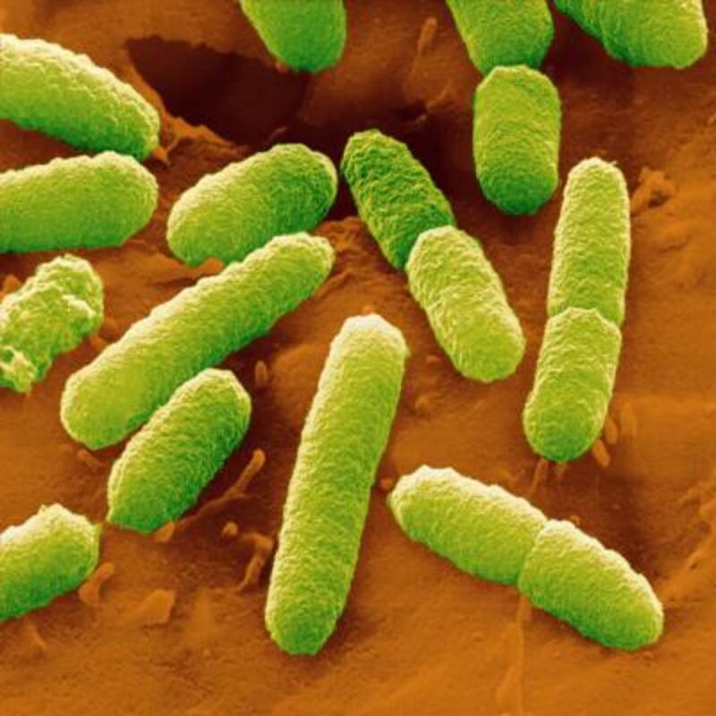 Выявлена потенциальная мишень для опасных инфекций, вызываемых E. coli