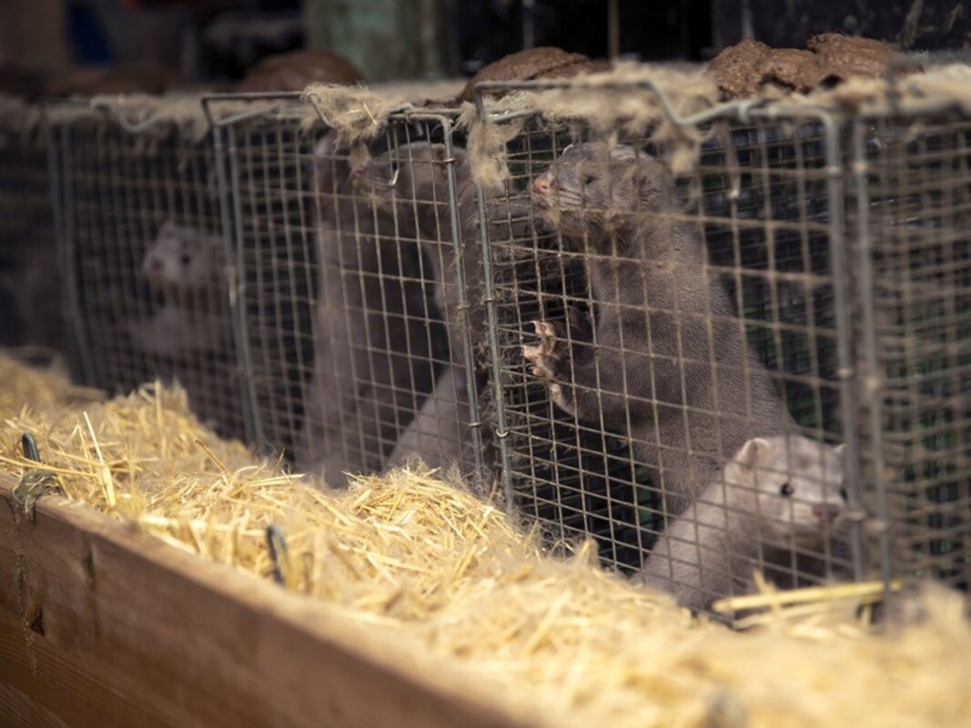 Исследования КОВИД у норок показали, что мутации пока не являются опасными