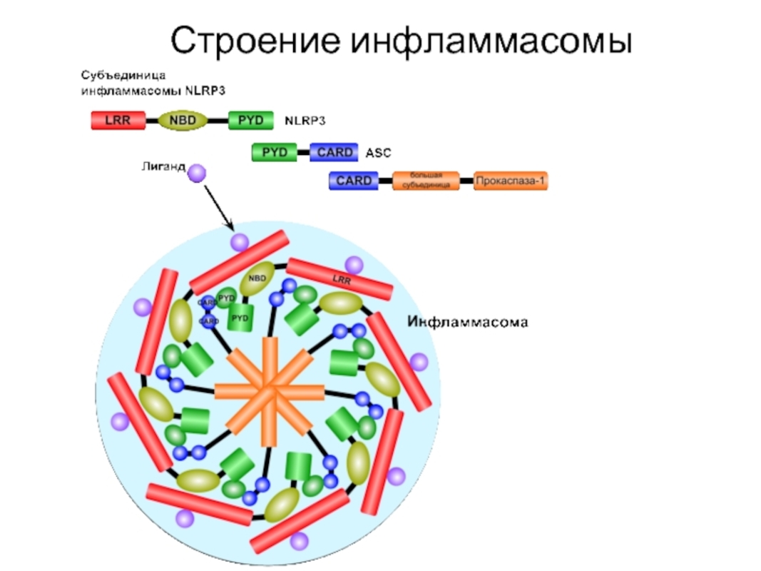 Исследования показывают как грибковая инфекция активирует воспаление