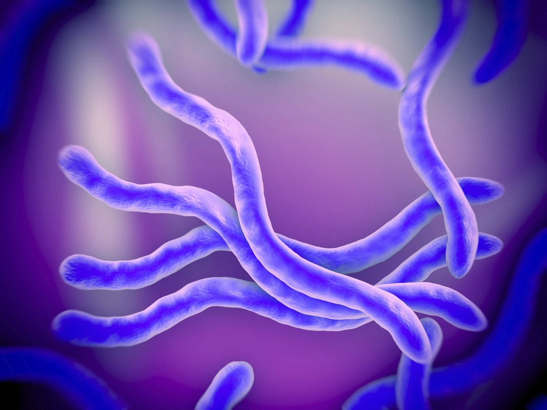 Ген от древних бактерий помогает клещам распространять болезнь Лайма