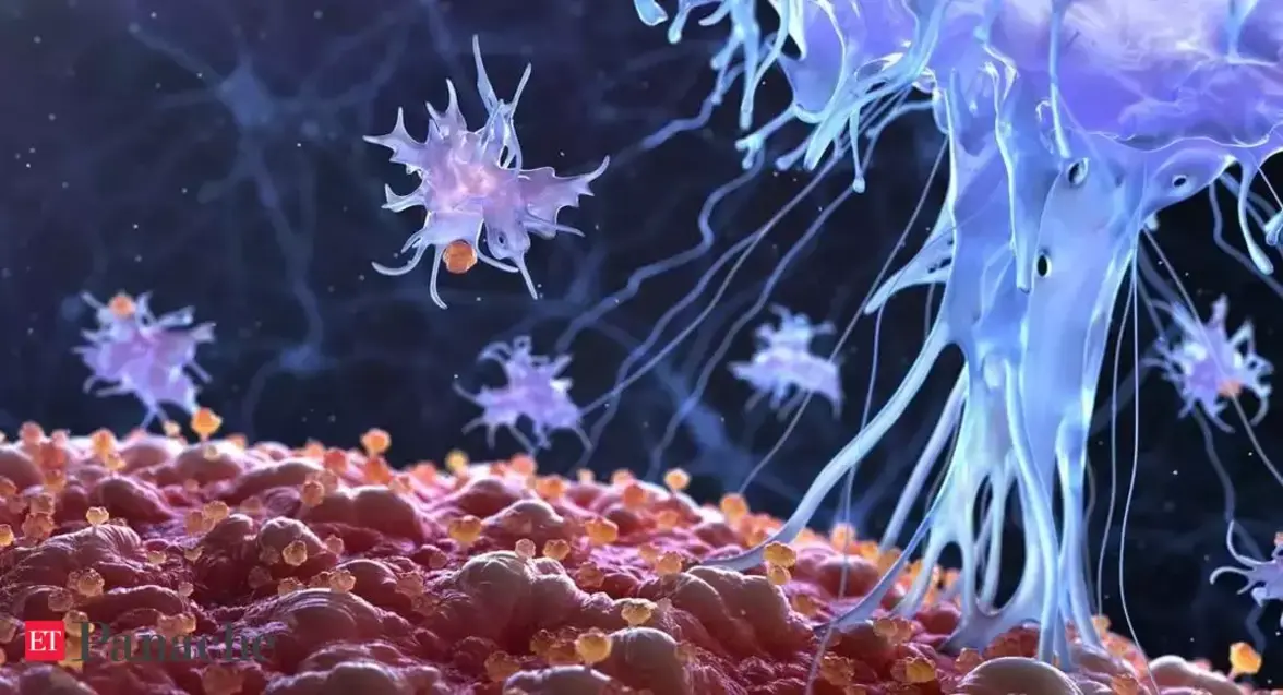 Продолжительность иммунологической памяти к SARS-CoV-2 оценивается в срок до 8 месяцев после инфицирования (аннотация)