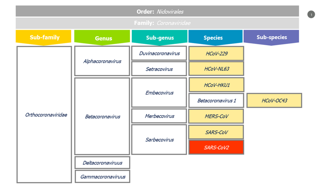 Предшествующая сезонная коронавирусная инфекция не вызывает иммунного ответа на SARS-CoV-2