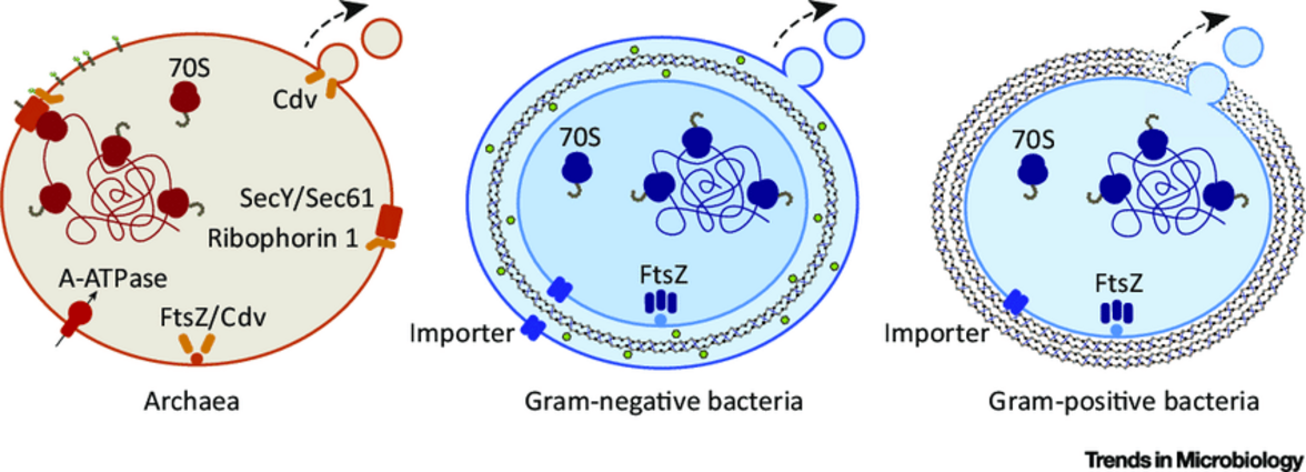 Послание в бутылке: богатые информацией везикулы реагируют на антибиотики