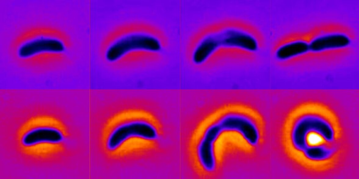 Механическая обратная связь способствует адаптации бактерий к антибиотикам (аннотация)