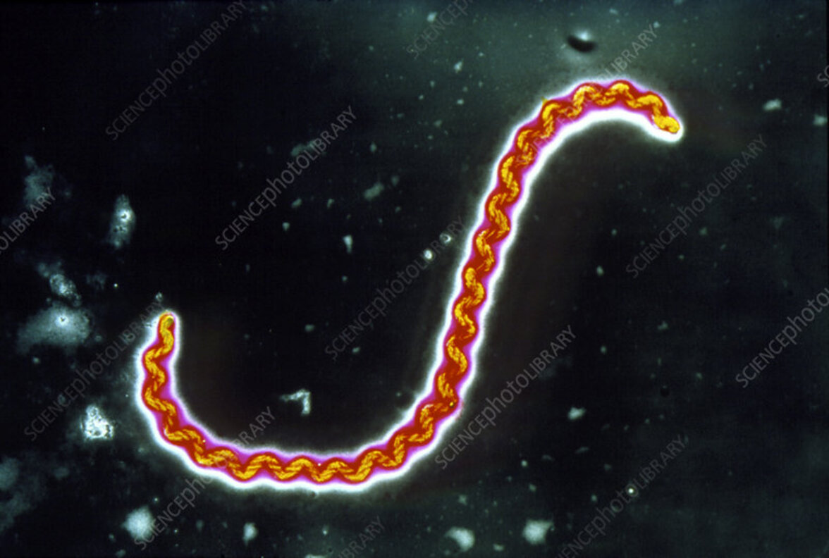 Модель живой аттенуированной вакцины предоставляет кросс-протективный иммунитет против различных видов рода Leptospira (аннотация)