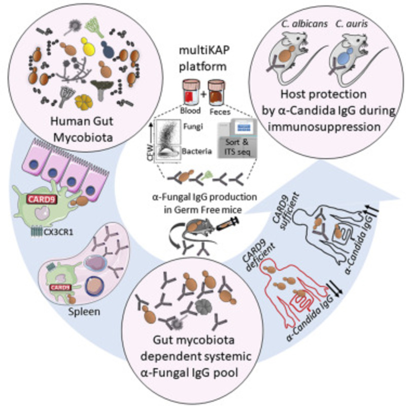 Микобиота кишечника человека регулирует иммунитет через CARD9-зависимую индукцию антигрибковых IgG антител (аннотация)