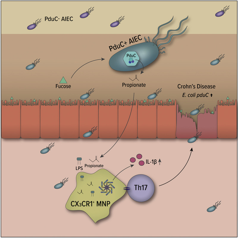 Метаболизм пропандиола у адгезивно-инвазивной E. coli при болезни Крона регулирует фагоциты для активизации воспаления кишечника (аннотация)
