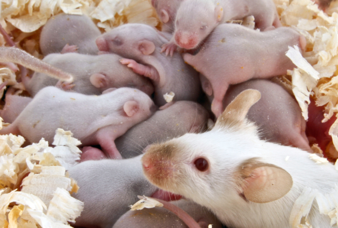 Бактерии кишечника делают мышей плохими матерями