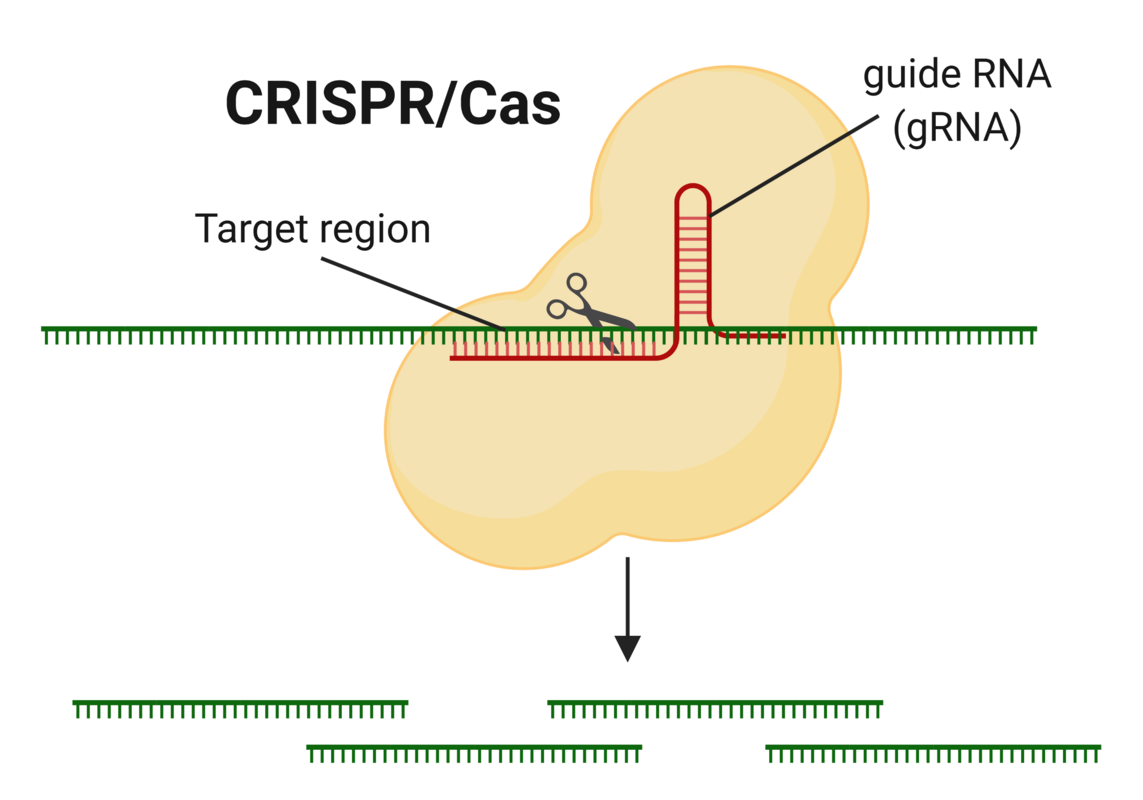 CRISPR-тест на коронавирус для выявления бессимптомных носителей