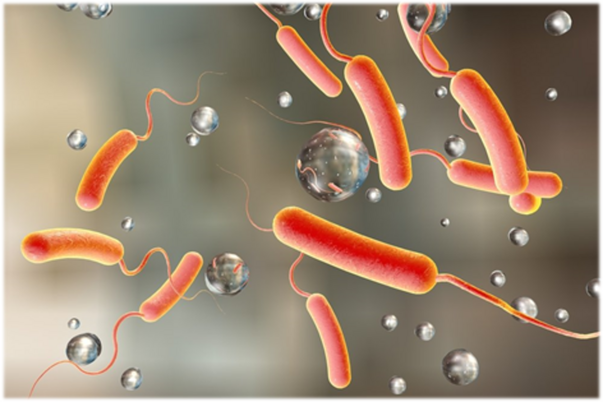 Как возбудитель холеры адаптируется к изменениям температуры окружающей среды