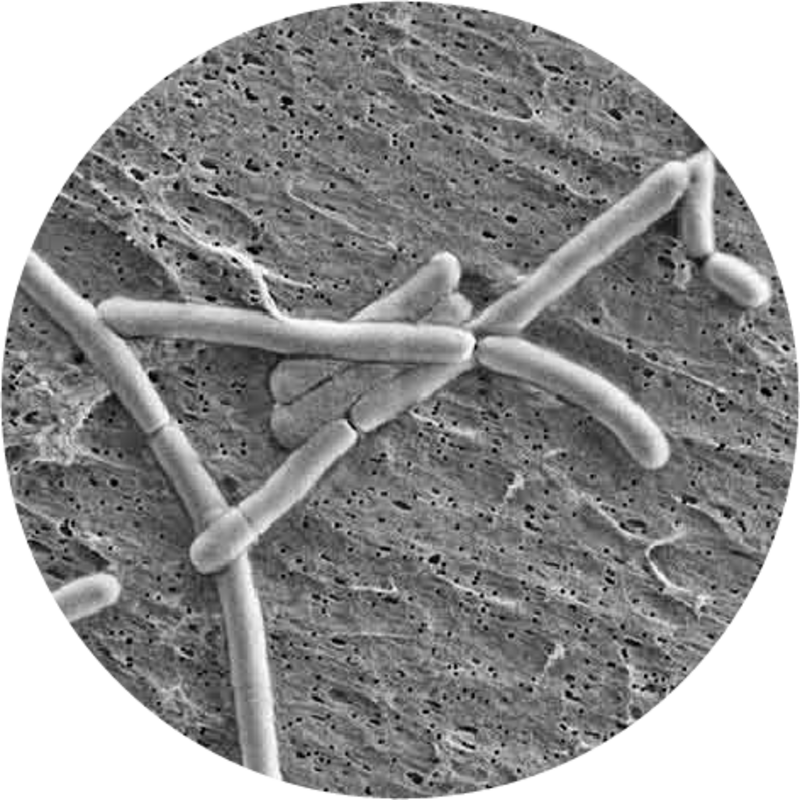 Новый штамм хорошо известной пробиотической культуры может помочь при кишечных проблемах у новорожденных