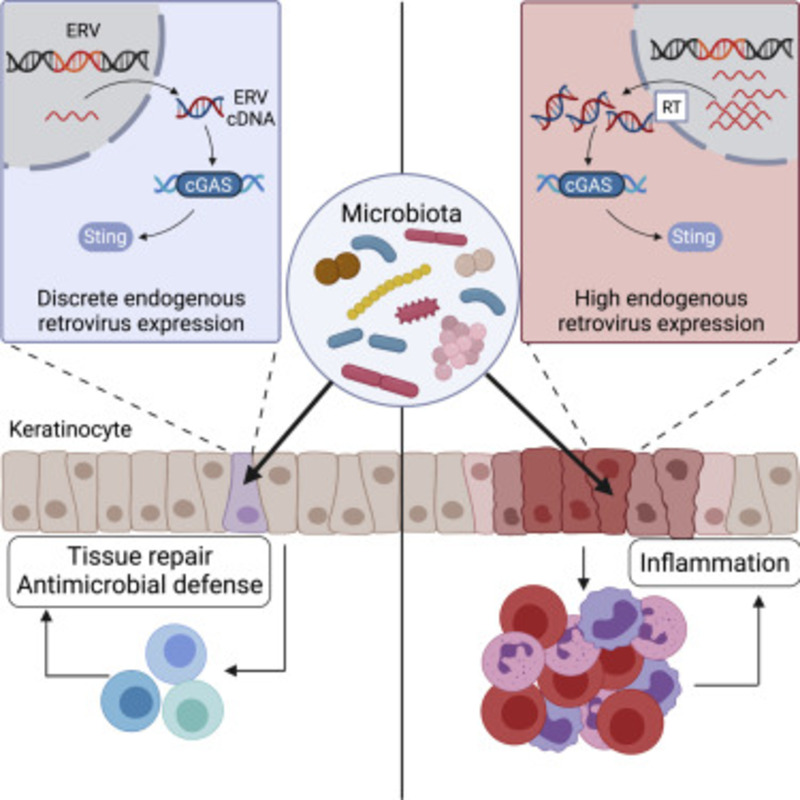 "Диалог царств" - между внутренней и внешней микробиотой
