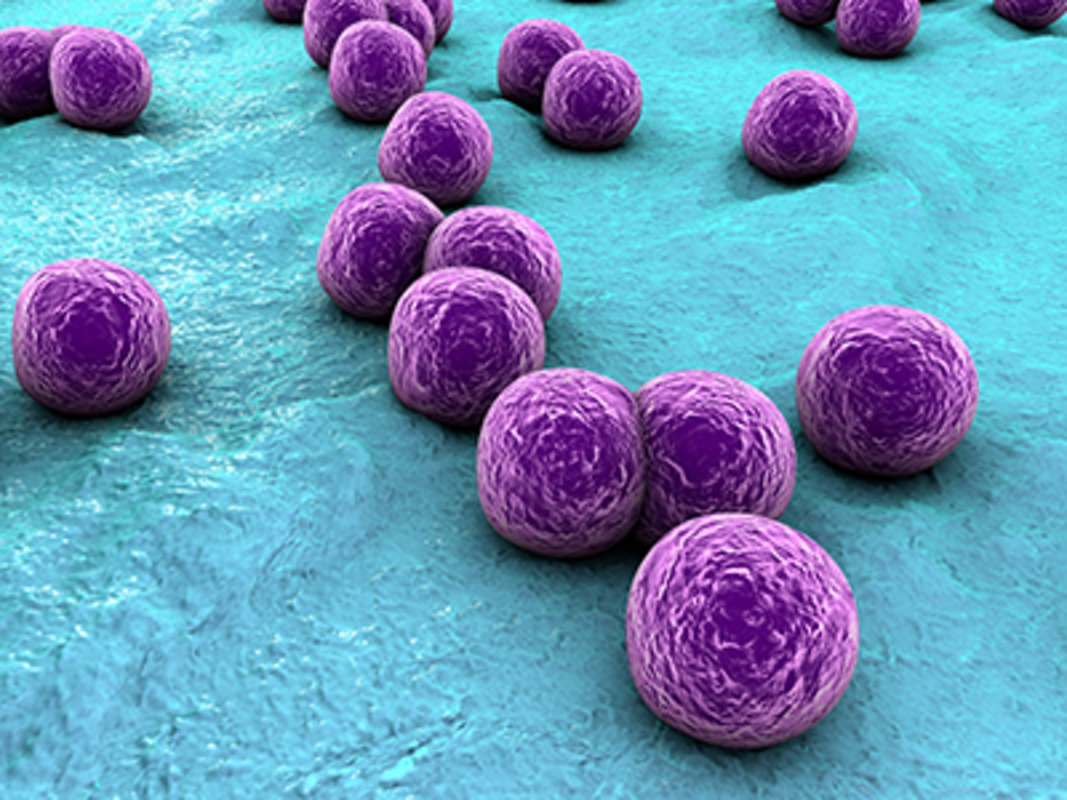 Стафилококковый белок А вызывает некроз лейкоцитов путем связывания с иммуноглобулинами человека (аннотация)