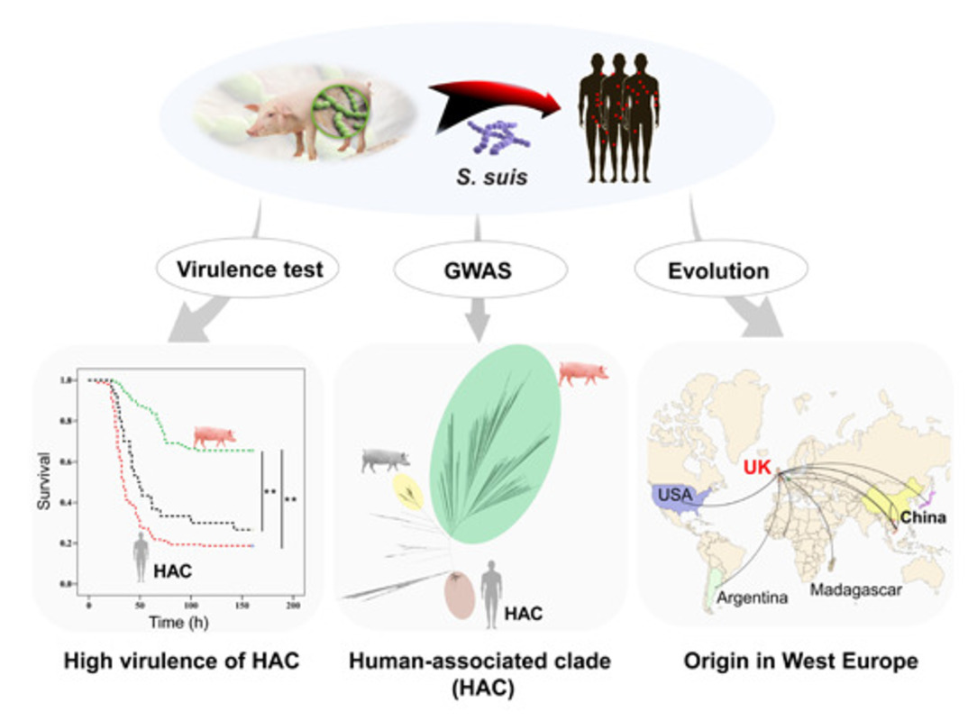 Геномика прослеживает переход опасной бактерии от свиней к людям