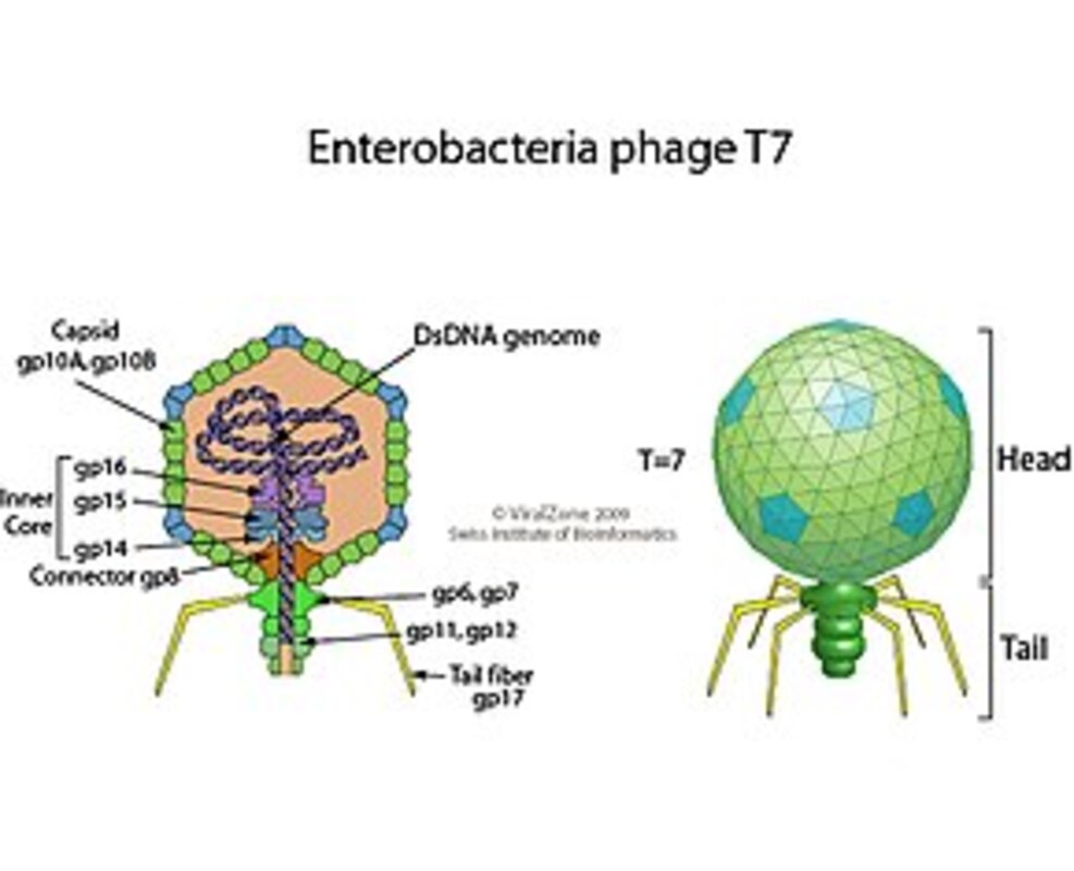 Увеличивающиеся популяции вирусов могут быть более адаптивными, чем мы думали