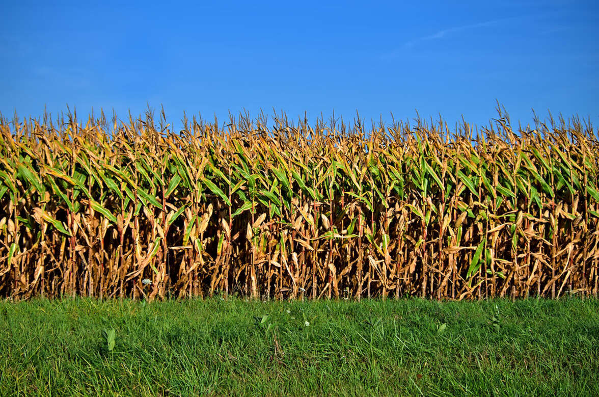 Почему кукуруза так хорошо растет? Ученые считают, что не последнюю роль в этом играют почвенные микробы
