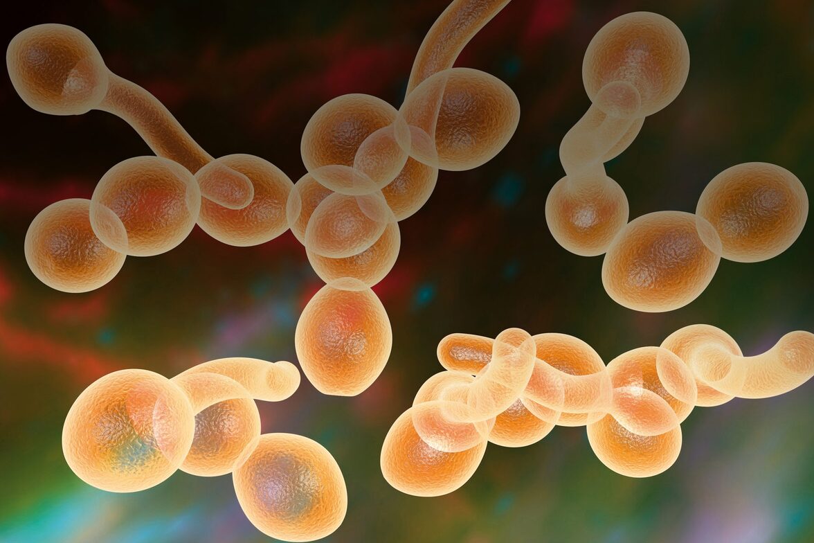 В США зафиксированы вспышки инфекций Candida auris