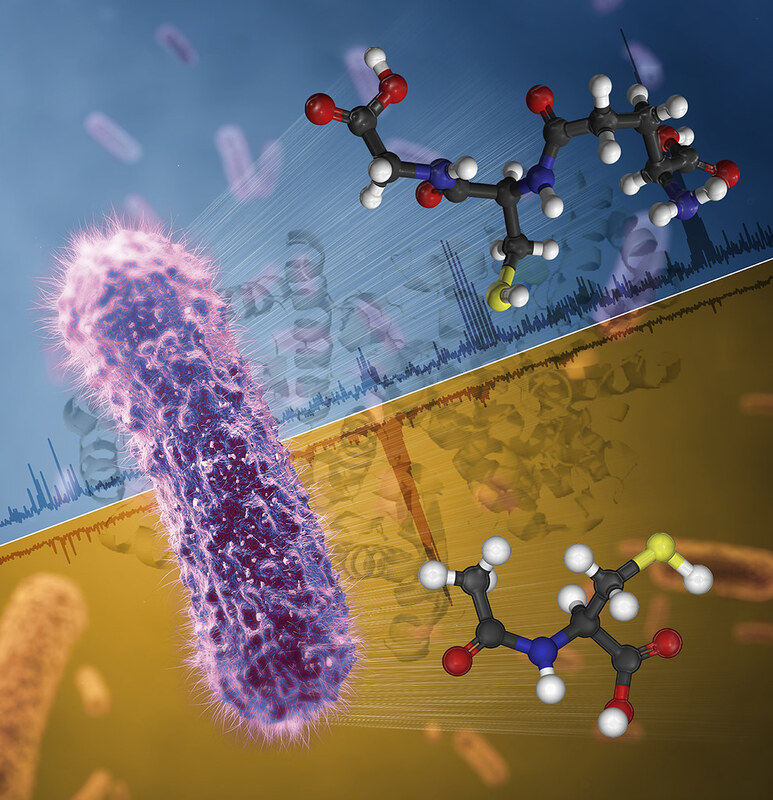 Резистентность к тяжелым металлам у Salmonella Typhimurium и ее ассоциация с резистентностью к дезинфицирующим средствам и антибиотикам (аннотация)