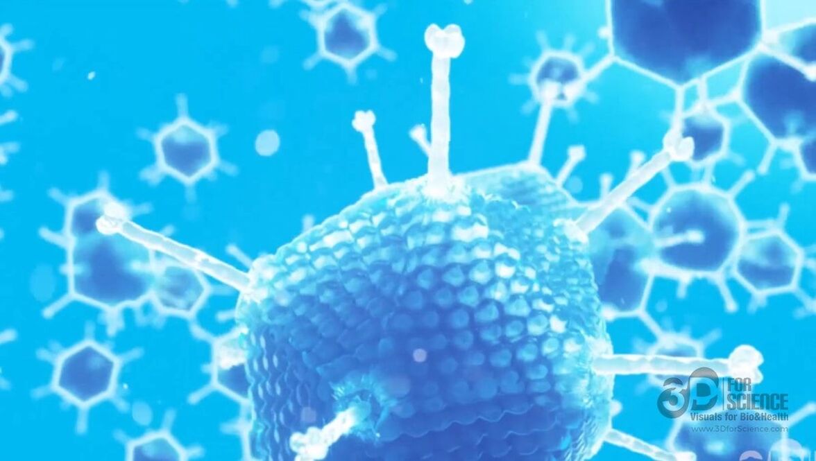 Онколитические аденовирусы: перспективы иммунотерапии рака (аннотация)