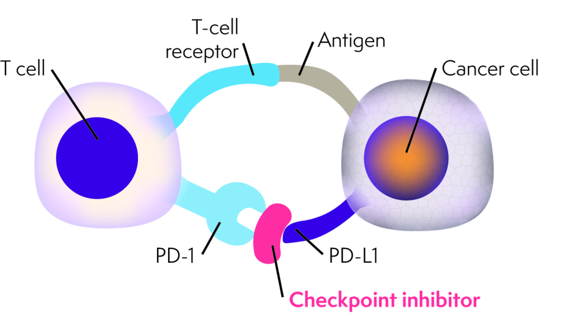 Некоторые виды кишечных бактерий усиливают ответ на иммунотерапию рака - и теперь мы знаем почему