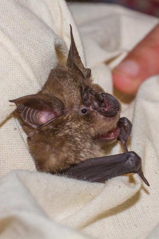 Ближайшие родственники вируса, вызывающего COVID-19, обнаружены в Лаосе