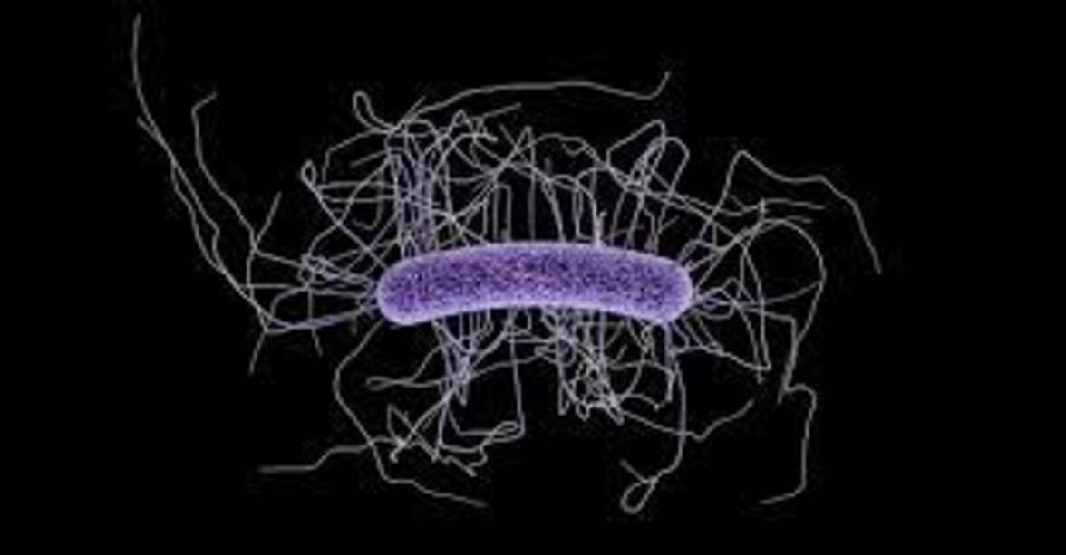 C. difficile широко распространена в учреждениях, не относящихся к здравоохранению - особенно на обуви