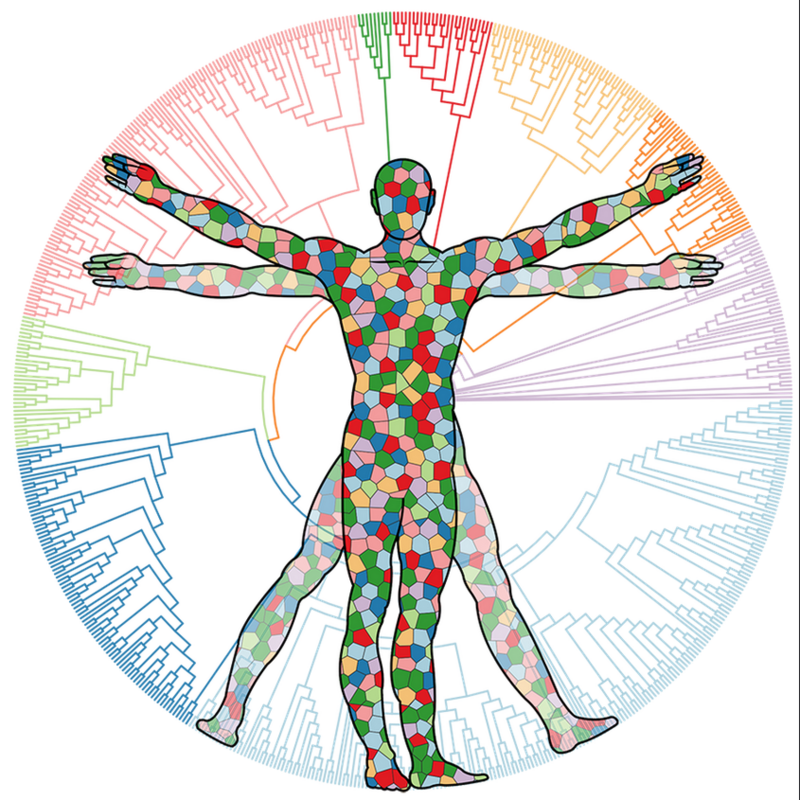 Новое исследование характеризует виром кишечника