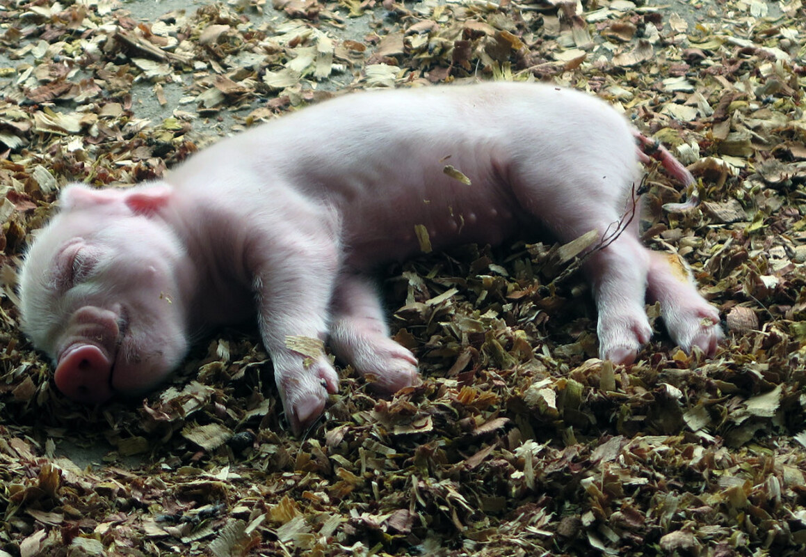 Параллельные пандемии иллюстрируют необходимость единых решений в области здравоохранения