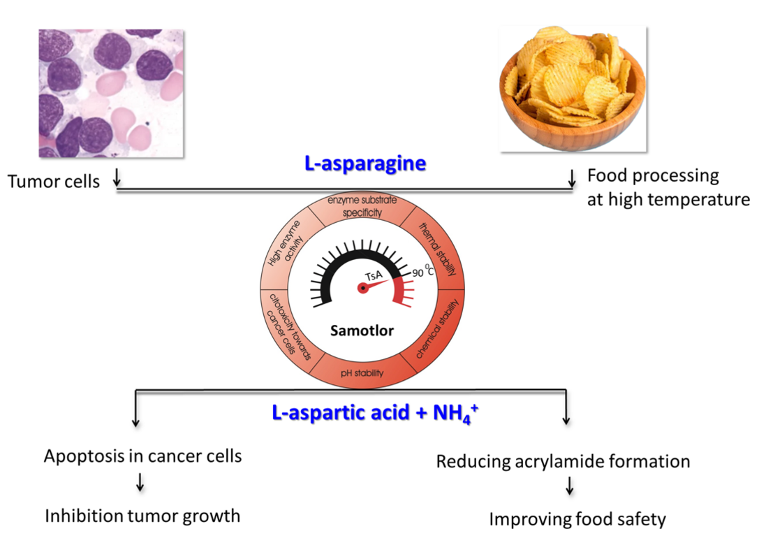 Фермент гипертермофильной археи из сибирской нефтескважины поможет в лечении онкозаболеваний и снизит уровень канцерогена в пищевых продуктах