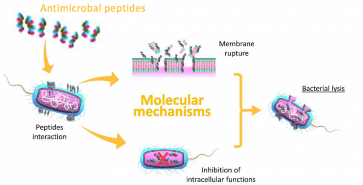 Обзор: уроки клинических испытаний с использованием антимикробных пептидов (AMP)
