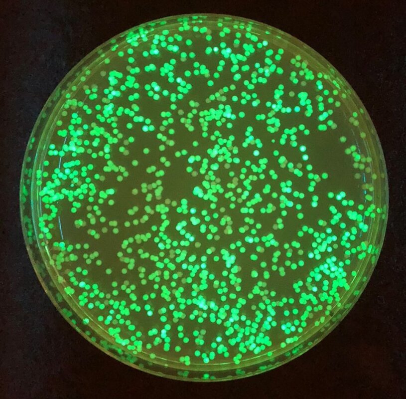 Использование новых достижений синтетической биологии для биосенсинга в исследованиях Земли и окружающей среды