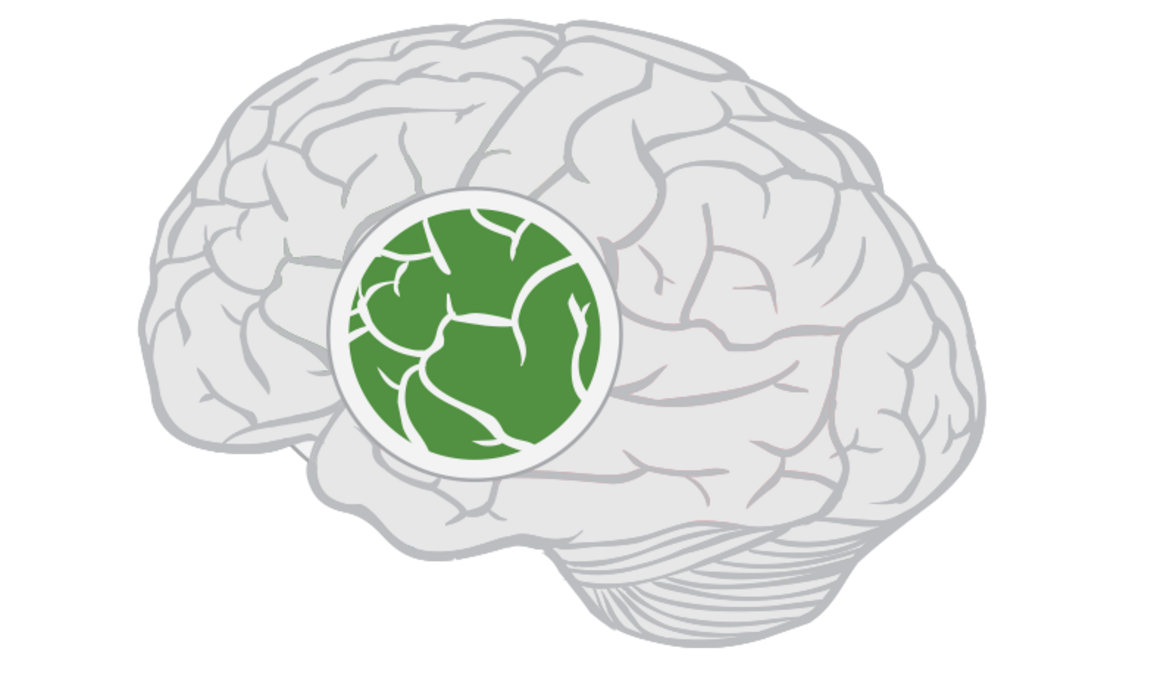 Мозг обладает особым видом памяти о прошлых инфекциях
