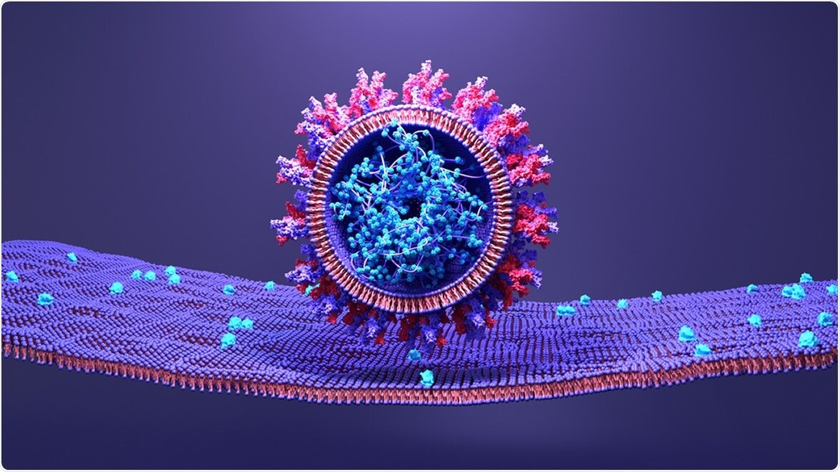 Исследование позволяет понять, почему пожилые люди более восприимчивы к COVID-19