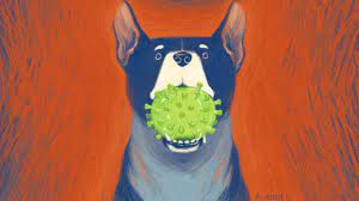 Распространены ли коронавирусы более широко, чем мы думали?