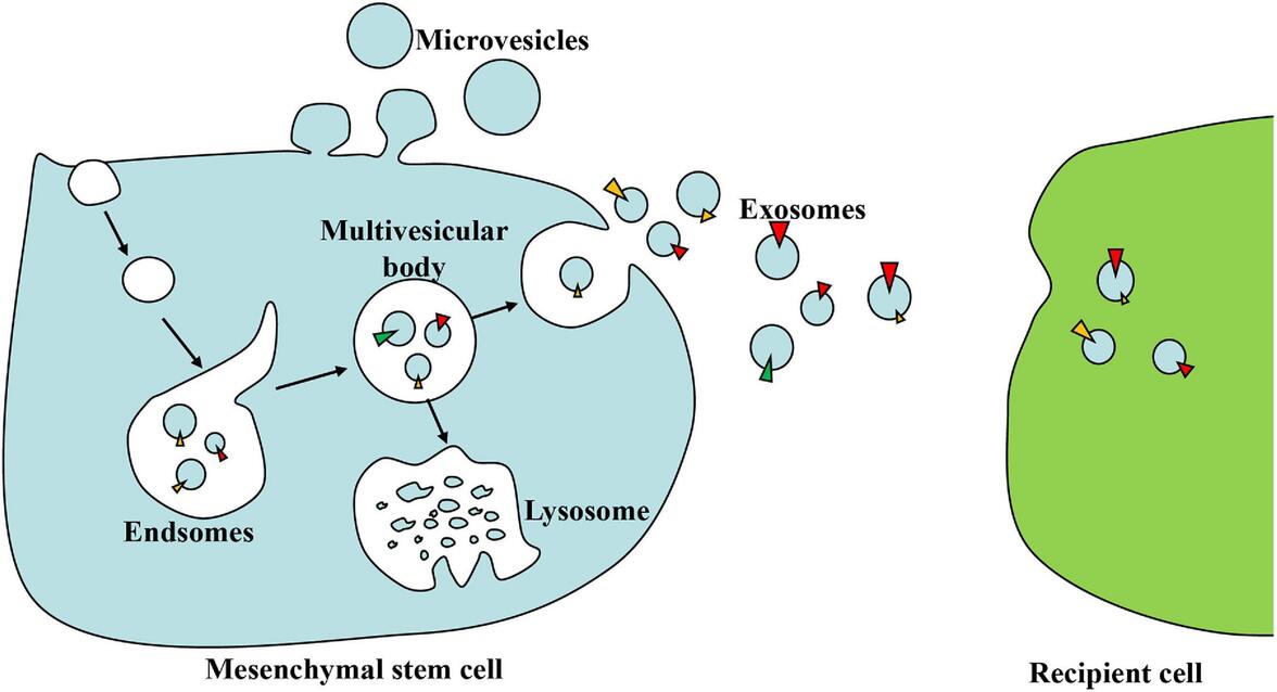 Механизм и потенциал внеклеточных везикул, полученных из мезенхимальных стволовых клеток, для лечения инфекционных заболеваний