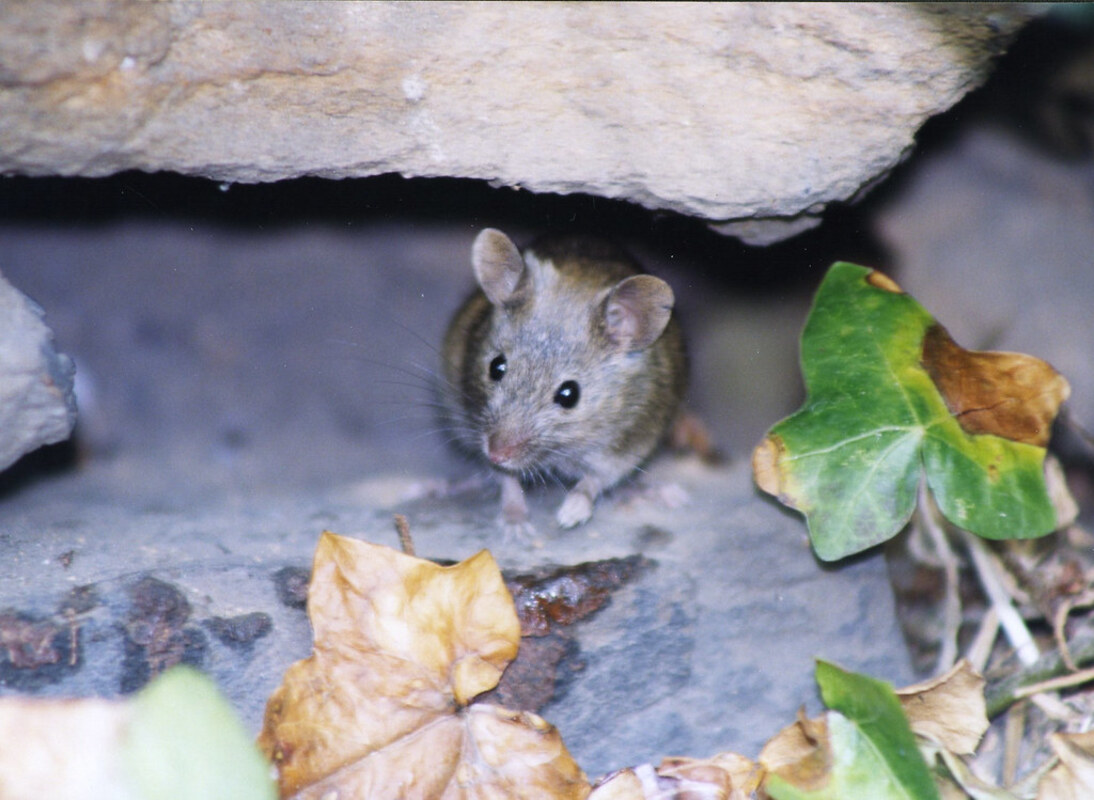 Новые варианты SARS-CoV-2 могут инфицировать дикоживущих мышей