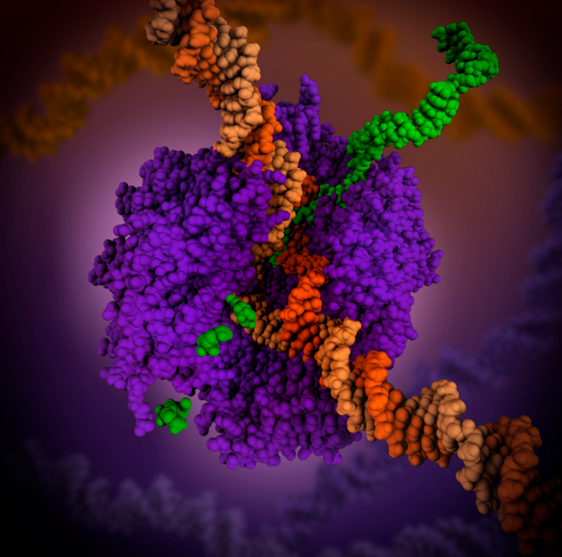 Новые комбинации противовирусных препаратов демонстрируют терапевтический потенциал против COVID-19